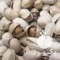 فروش پسته فندقی امساله در قم در گروه پسته - کوهی شامی خام اکبری تازه کله قوچی در یکمیوه