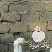 فروش 6 عدد قوغاز اصل چینی 2عدد مرغ خروس لاری اصل در ارومیه در گروه مرغ و خروس و بوقلمون و اردک قو قاز در یکمیوه