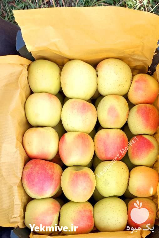 فروش انواع سیب قرمز و زرد در ارومیه در گروه خرید فروش عمده سیب - زرد و قرمز گلاب پاییزه در یکمیوه -عکس1