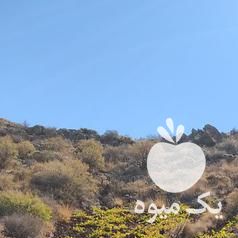 فروش انگور شانی دیم در همدان در گروه خرید فروش عمده انگور - یاقوتی شانی عسگری بی دانه قرمز در یکمیوه -عکس1