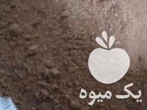 فروش پودر هسته خرما در قم در گروه خرید فروش عمده خرما - کبکاب تازه زاهدی خشک خارک در یکمیوه -عکس1