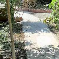 فروش مرغ خروس محلی در ارومیه در گروه مرغ و خروس و بوقلمون و اردک قو قاز در یکمیوه