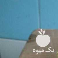 فروش جوجه لاری طوسی در تهران در گروه مرغ و خروس و بوقلمون و اردک قو قاز در یکمیوه