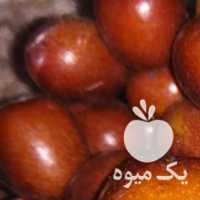 فروش عناب تازه ـ زرشک ـ زعفران در تهران در گروه خرید فروش عمده زعفران - قائنات قیمت خراسان بهرامن گرم در یکمیوه