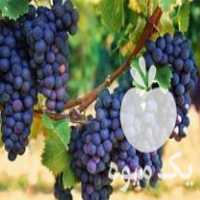 فروش انواع نهال انگور و گل محمدی و زرشک در جغتای در گروه خرید فروش نهال - انواع گردو پسته بادام سلطانی انگور در یکمیوه