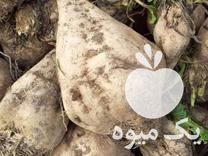 فروش کاه سویا بادام زمینی چغندر لبویی و دامی در اردبیل در گروه خوراک دام و طیور - پرواری شیری علوفه یونجه در یکمیوه -عکس1