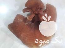 فروش قارچ گانودرما در ازنا در گروه خشک کن - میوه سبزی صنعتی خدمات دستگاه در یکمیوه -عکس1
