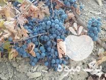 فروش قلمه ونهال انگور در نیشابور در گروه خرید فروش عمده انگور - یاقوتی شانی عسگری بی دانه قرمز در یکمیوه -عکس1