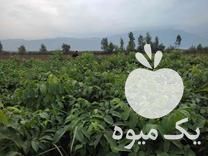 فروش نهال گردو سوزنی در آزادشهر در گروه خرید فروش نهال - انواع گردو پسته بادام سلطانی انگور در یکمیوه -عکس1