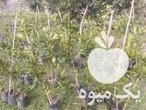 فروش نهال مرکبات در رشت در گروه خرید فروش نهال - انواع گردو پسته بادام سلطانی انگور در یکمیوه -عکس1
