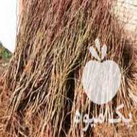 فروش نهال بادام و گردو در زنجان در گروه خرید فروش نهال - انواع گردو پسته بادام سلطانی انگور در یکمیوه