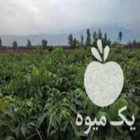 فروش نهال گردو سوزنی در آزادشهر در گروه خرید فروش نهال - انواع گردو پسته بادام سلطانی انگور در یکمیوه