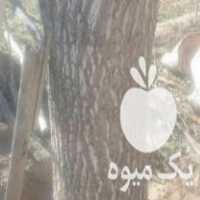 فروش چوب گردو سرپا در اصفهان در گروه خرید فروش عمده چوب- زغال چوب گردو تبریزی خام در یکمیوه