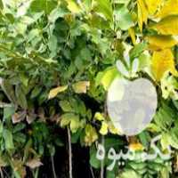 فروش گردو پکان درجه یک در دلند در گروه خرید فروش نهال - انواع گردو پسته بادام سلطانی انگور در یکمیوه