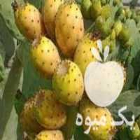 فروش نهال و قلمه گلابی مالتا در آزادشهر در گروه خرید فروش نهال - انواع گردو پسته بادام سلطانی انگور در یکمیوه