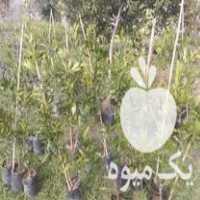 فروش نهال مرکبات در رشت در گروه خرید فروش نهال - انواع گردو پسته بادام سلطانی انگور در یکمیوه