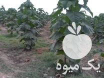 فروش نهال پالونیا دانش بنیان در رشت در گروه خرید فروش نهال - انواع گردو پسته بادام سلطانی انگور در یکمیوه -عکس1