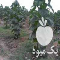 فروش نهال پالونیا دانش بنیان در رشت در گروه خرید فروش نهال - انواع گردو پسته بادام سلطانی انگور در یکمیوه