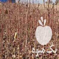 فروش نهال پسته در آباده در گروه خرید فروش نهال - انواع گردو پسته بادام سلطانی انگور در یکمیوه