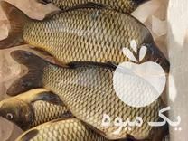 فروش ماهی کپور طلایی با بهترین کیفیت و قیمت در داراب در گروه انواع ماهی - سالمون شیر کپور قرمز شوریده سفید گوپی مرکب در یکمیوه -عکس1