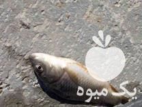 فروش عمده بچه ماهی بهترین نژاد ارسال در تبریز در گروه انواع ماهی - سالمون شیر کپور قرمز شوریده سفید گوپی مرکب در یکمیوه -عکس1