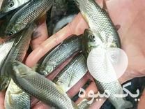 فروش عمده و مستقیم بچه ماهی و غذای ماهی ارسال تمام ایران در سقز در گروه انواع ماهی - سالمون شیر کپور قرمز شوریده سفید گوپی مرکب در یکمیوه -عکس1