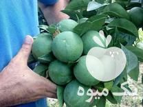 فروش نهال پرتقال نارنگی لیموترش نارنج لیموشیرین ازگیل در اصفهان در گروه خرید فروش نهال - انواع گردو پسته بادام سلطانی انگور در یکمیوه -عکس1