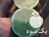 فروش نهال لیمو ترش پرشین لایم در ساری در گروه خرید فروش نهال - انواع گردو پسته بادام سلطانی انگور در یکمیوه -عکس1