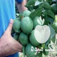 فروش نهال پرتقال نارنگی لیموترش نارنج لیموشیرین ازگیل در اصفهان در گروه خرید فروش نهال - انواع گردو پسته بادام سلطانی انگور در یکمیوه