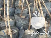 فروش درخت پسته گلدانی در اصفهان در گروه خرید فروش نهال - انواع گردو پسته بادام سلطانی انگور در یکمیوه -عکس1