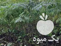 فروش نهال زیتون تلخ گلدانی در بندرگز در گروه خرید فروش نهال - انواع گردو پسته بادام سلطانی انگور در یکمیوه -عکس1