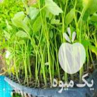 فروش نشا گوجه فرنگی در جیرفت در گروه خرید فروش نشا - انواع گوجه برنج کاهو پیاز کاری فرنگی در یکمیوه