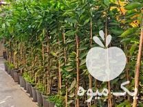 فروش نهال پرتقال خونی نهالستان شفیعی در رامسر در گروه خرید فروش نهال - انواع گردو پسته بادام سلطانی انگور در یکمیوه -عکس1