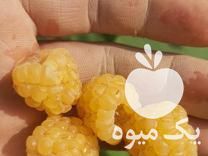 فروش نهال بوته رزبری زرد کیوی گلد دو ساله باردار در ساری در گروه خرید فروش نهال - انواع گردو پسته بادام سلطانی انگور در یکمیوه -عکس1