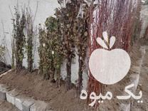 فروش انواع نهال مرکبات و سیاه ریشه بابهترین قیمت و کیفیت در قائم شهر در گروه خرید فروش عمده خرمالو - خرمالو رسیده نارس برگ عمده در یکمیوه -عکس1