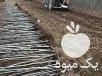 نهالفروشی عمده وخرده در خسروشهر در گروه خرید فروش نهال - انواع گردو پسته بادام سلطانی انگور در یکمیوه -عکس1