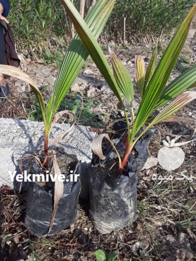 فروش پالم نشایی واشنگتنی در نوشهر در گروه خرید فروش نشا - انواع گوجه برنج کاهو پیاز کاری فرنگی در یکمیوه -عکس2