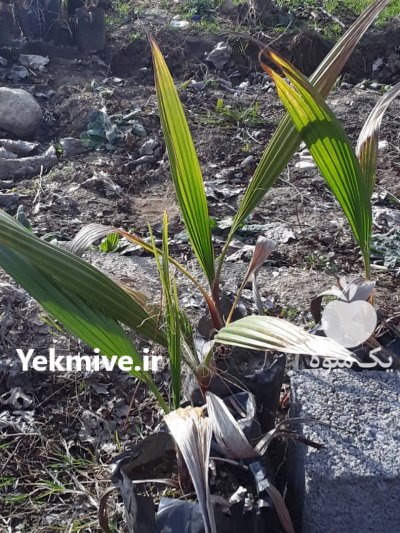 فروش پالم نشایی واشنگتنی در نوشهر در گروه خرید فروش نشا - انواع گوجه برنج کاهو پیاز کاری فرنگی در یکمیوه -عکس4