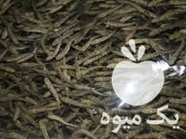 فروش بچه ماهی قزل آلا اسپانیایی در همدان در گروه ماهی قزل آلا - سالمون خال قرمز خرید و فروش دریا پرورشی در یکمیوه -عکس1