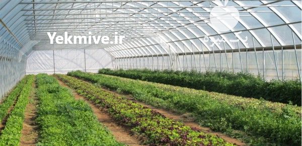 فروش سبزی گلخانه ای اصفهان در گروه خرید فروش عمده سبزی های برگی - خوردن آش کوکو دلمه قورمه در یکمیوه -عکس1