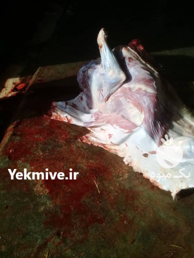 عرضه گوشت گوساله نر ماده گاو در کوار در گروه دام سنگین - خرید فروش عمده جزیی در یکمیوه -عکس1
