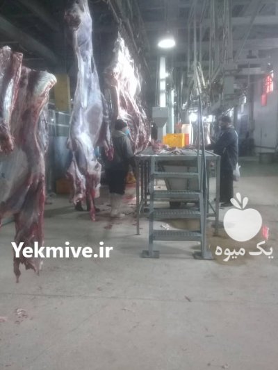 عرضه گوشت گوساله نر ماده گاو در کوار در گروه دام سنگین - خرید فروش عمده جزیی در یکمیوه -عکس2