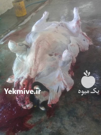 عرضه گوشت گوساله نر ماده گاو در کوار در گروه دام سنگین - خرید فروش عمده جزیی در یکمیوه