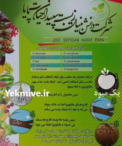 کود زیستی مایکود (مایکوریزا) در تهران در گروه خرید فروش کود و مواد شیمیایی - اوره پتاس مرغی کمپوست آهن در یکمیوه -عکس1