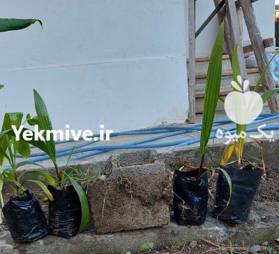 فروش عمده پالم نشایی واشنگتنی نایلکسی در نوشهر در گروه خرید فروش نشا - انواع گوجه برنج کاهو پیاز کاری فرنگی در یکمیوه