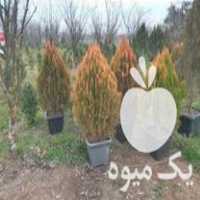 فروش گل و گیاه بیرونی و گلخانه ای در تنکابن در گروه خرید فروش عمده ازگیل و تمشک و زرشک - ژاپنی فروش مستقیم در یکمیوه