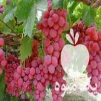 فروش سراسری انواع نهال انگور یا تاک در ارومیه در گروه خرید فروش نهال - انواع گردو پسته بادام سلطانی انگور در یکمیوه