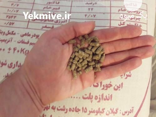 فروش غذای ماهی با کیفیت بالا در تهران در گروه انواع ماهی - سالمون شیر کپور قرمز شوریده سفید گوپی مرکب در یکمیوه -عکس1