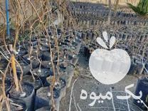 فروش نهال کیوی دوساله در لیسار در گروه خرید فروش نهال - انواع گردو پسته بادام سلطانی انگور در یکمیوه -عکس1