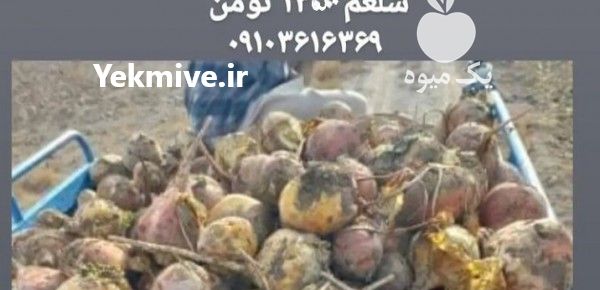 فروش چغندر دامی و شلغم دامی در اصفهان در گروه خرید فروش عمده چغندر - قند لبویی قرمز سفید در یکمیوه -عکس1